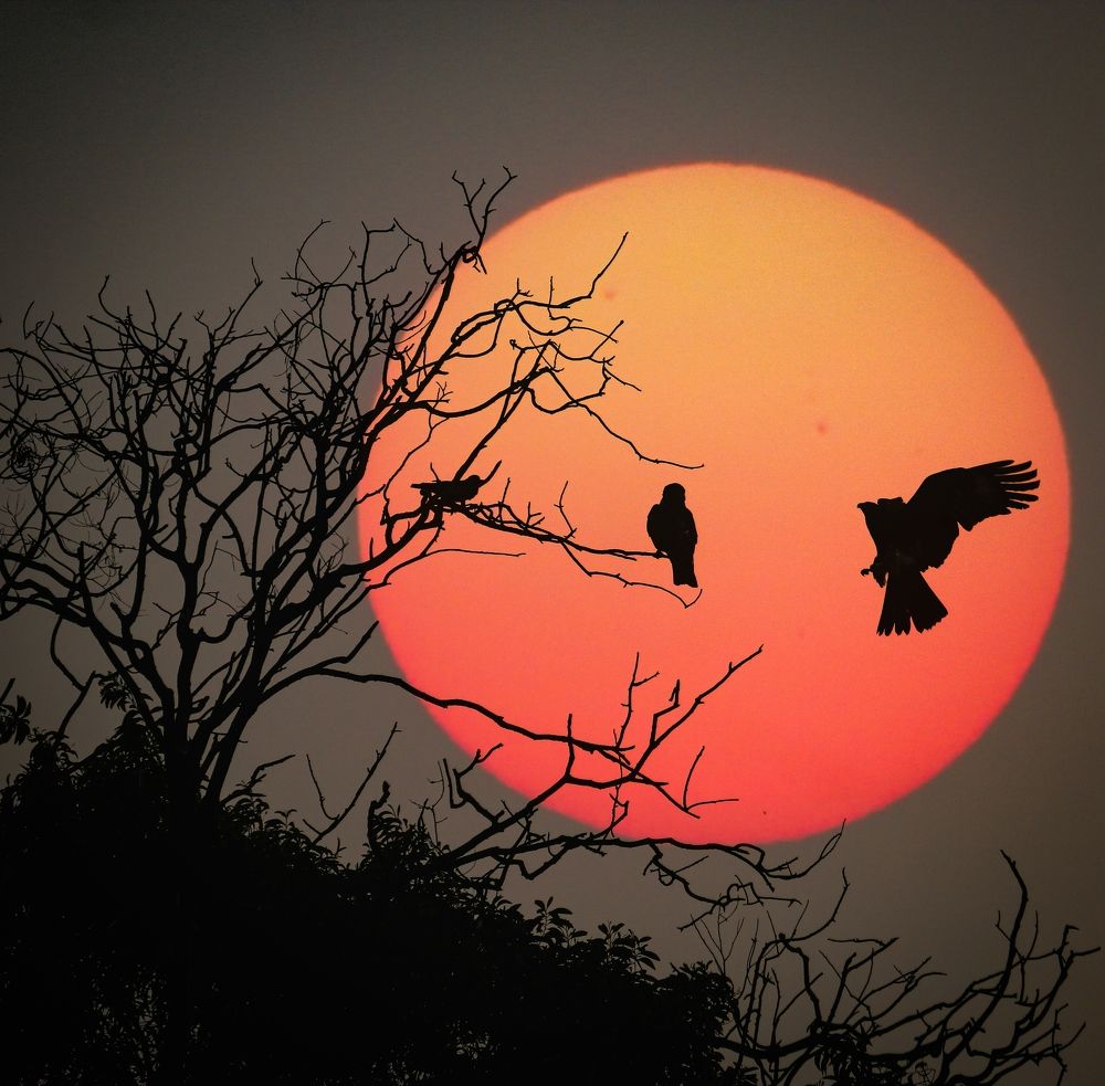 Photograph by Md.Emam Hosen Emon