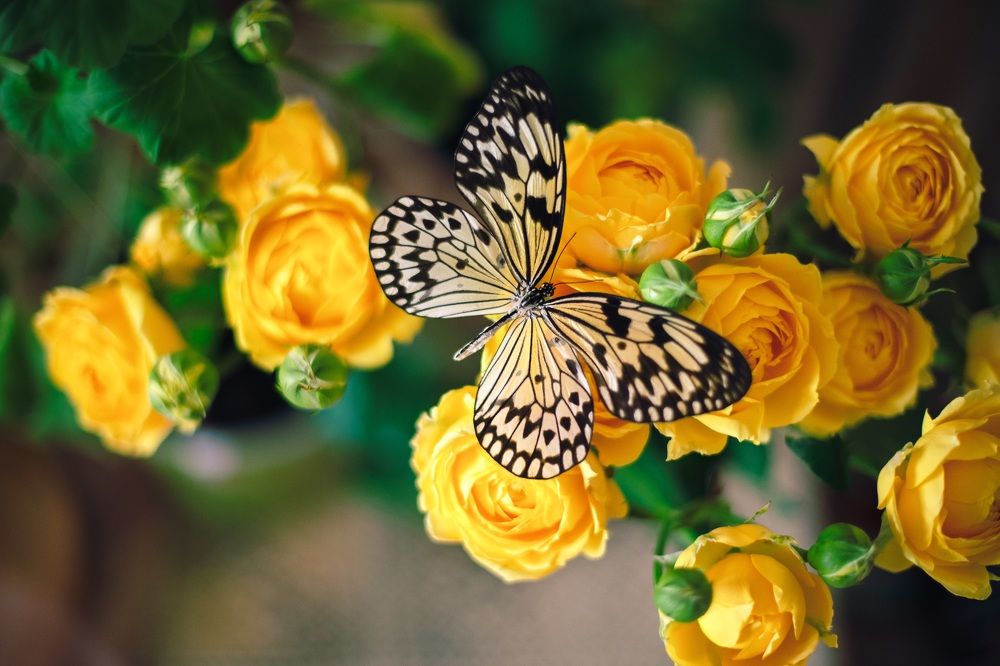 Photograph by Marina Ivanova