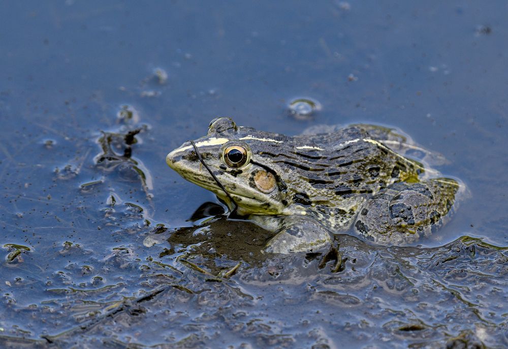 Photograph by ANEESH BHASKARAN