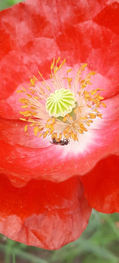 Photograph by Sonia Crotta