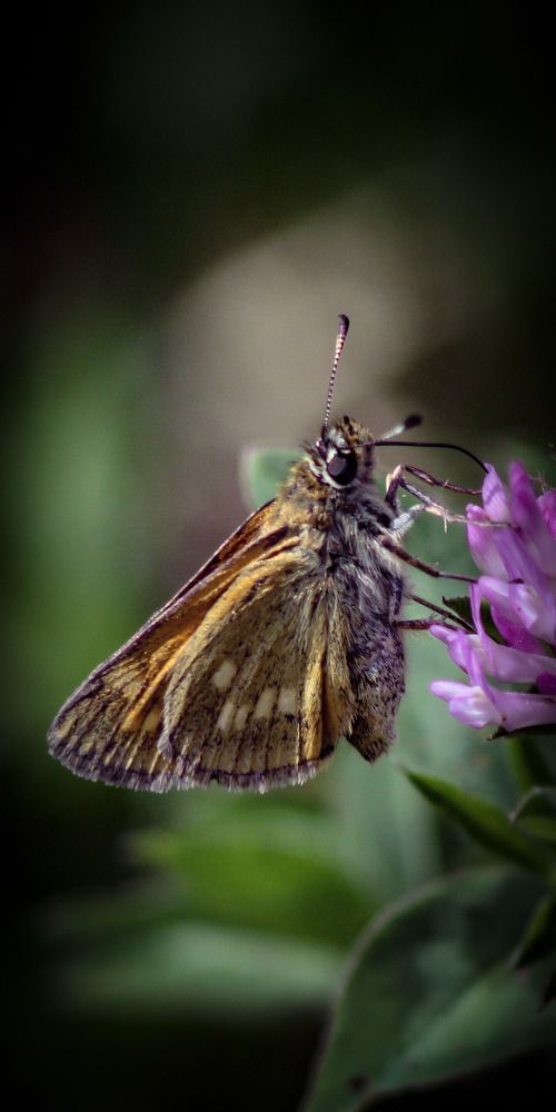 Photograph by hobbit