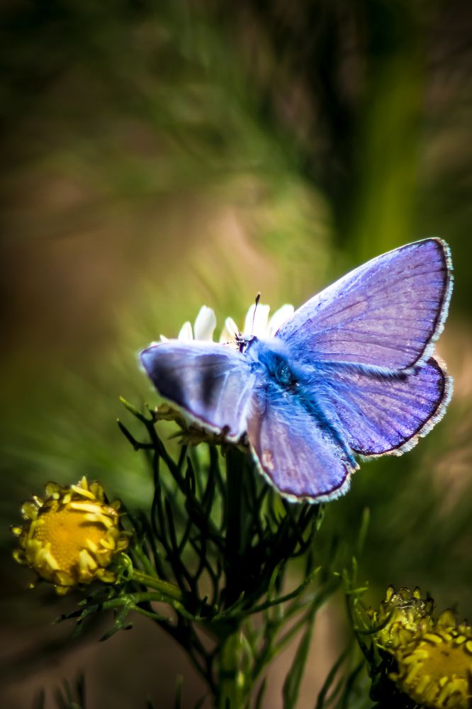 Photograph by hobbit