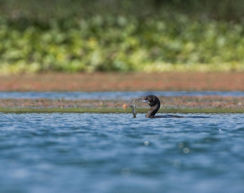 Photograph by Louis Sourav Sebastian
