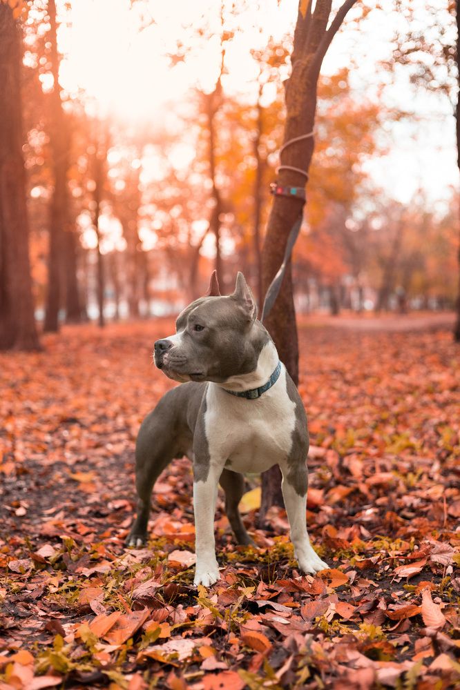 Фотография автора Нино Елисеева