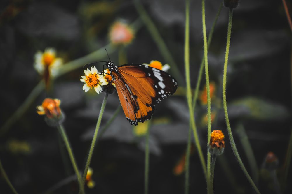 Photograph by AJAY KUMAR