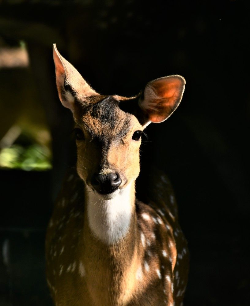 Photograph by Nalin Sahay