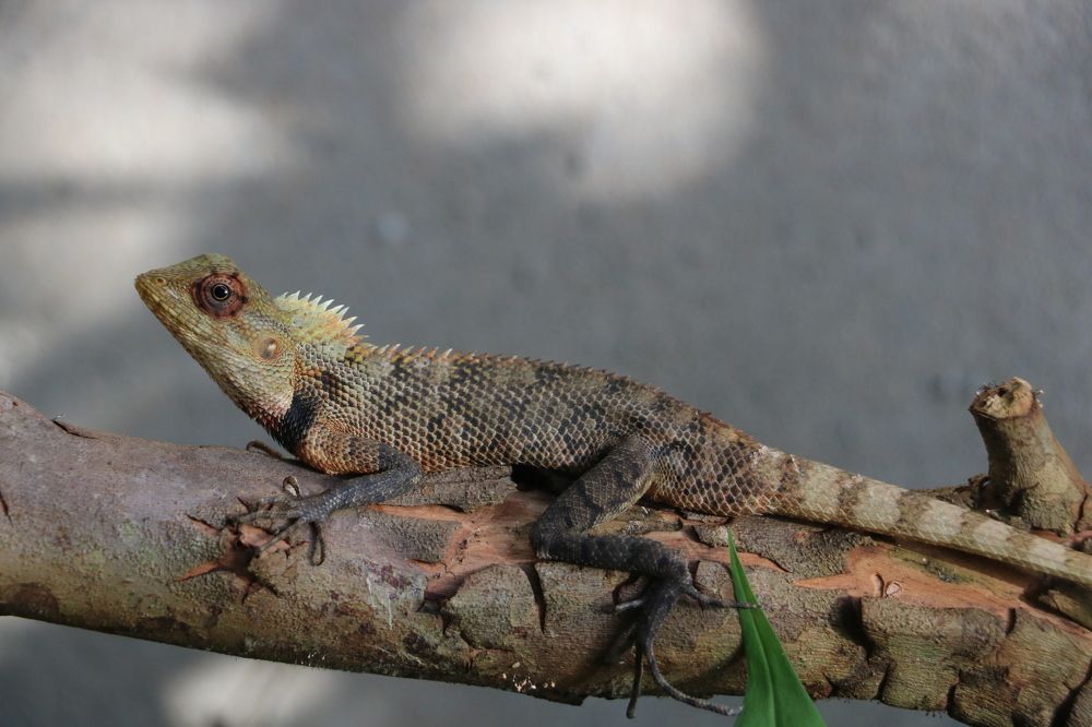 Photograph by Dimuth De Zoysa