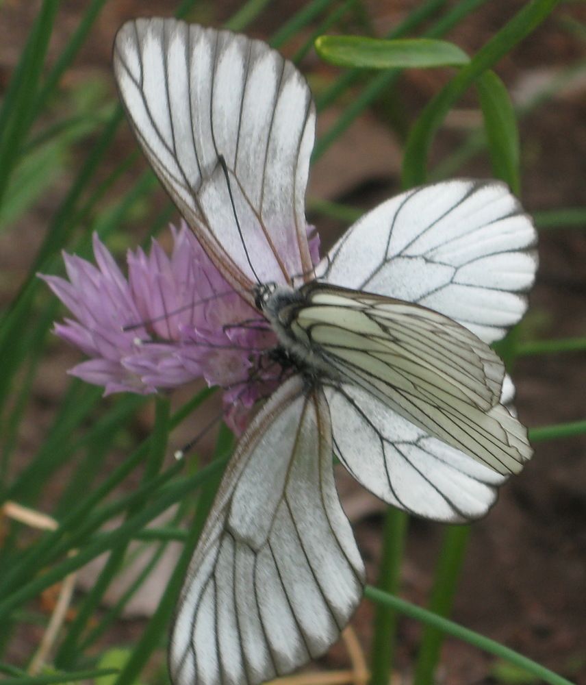 Photograph by Наталия