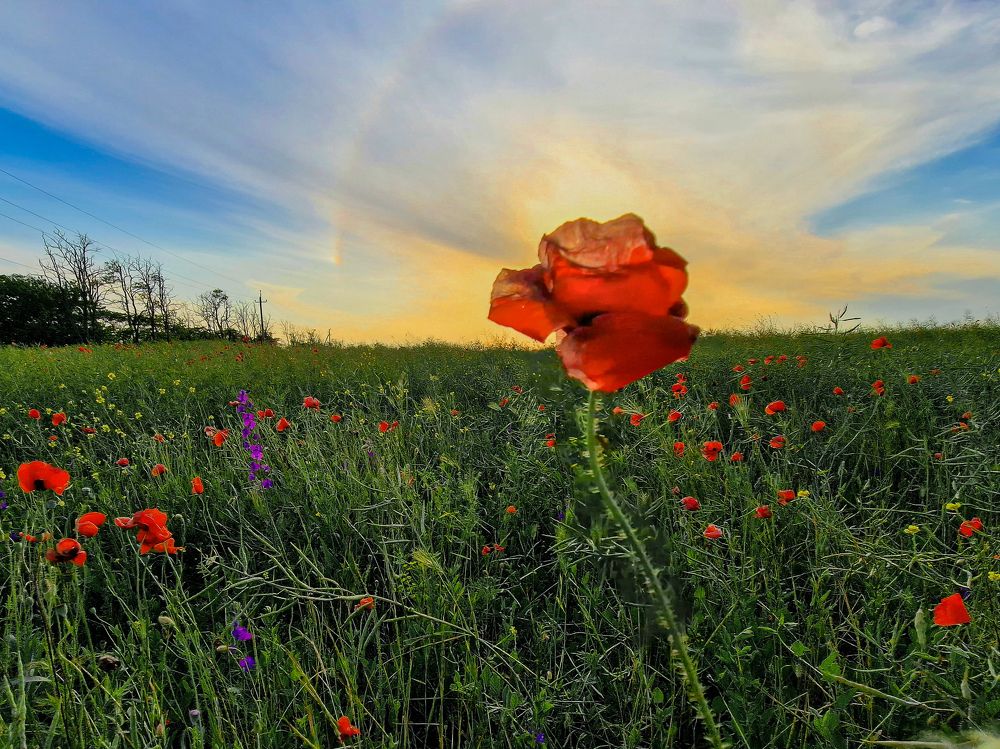 Photograph by Лариса Когтева