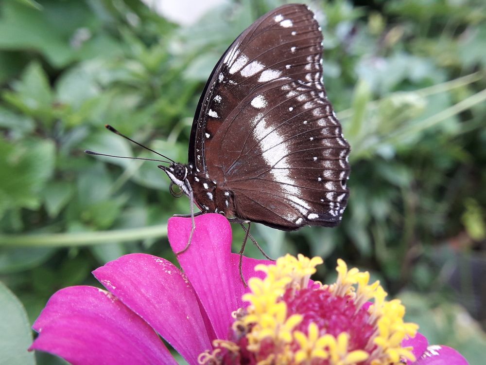 Hypolimnas Alchetron @ Blue Moon Butterfly.