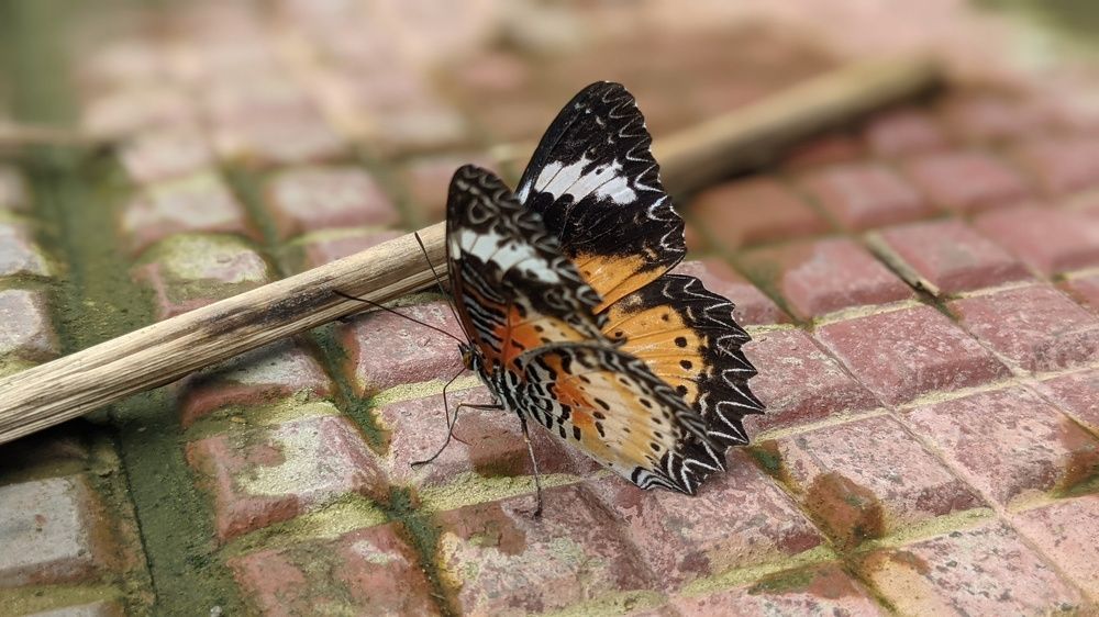 Фотография автора Ganesh Varma