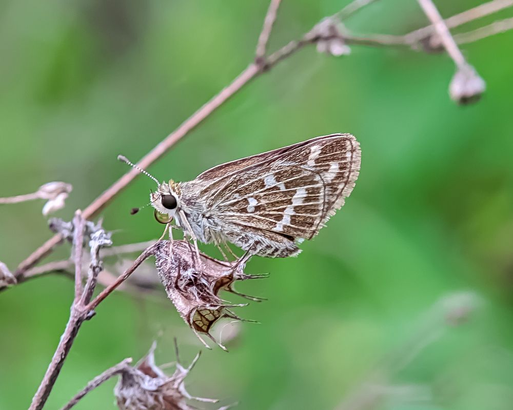 Photograph by South Indian Macro Lens