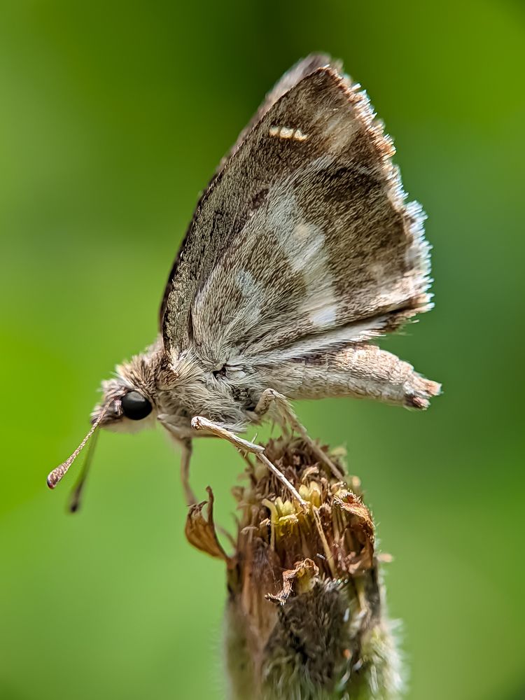 Photograph by South Indian Macro Lens