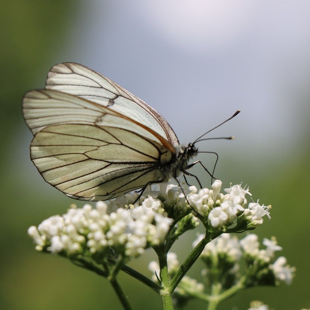 Неяркая красота