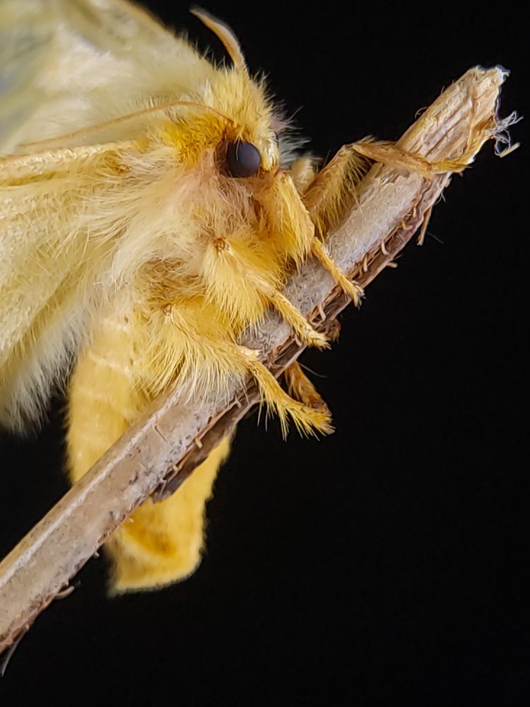 Photograph by South Indian Macro Lens