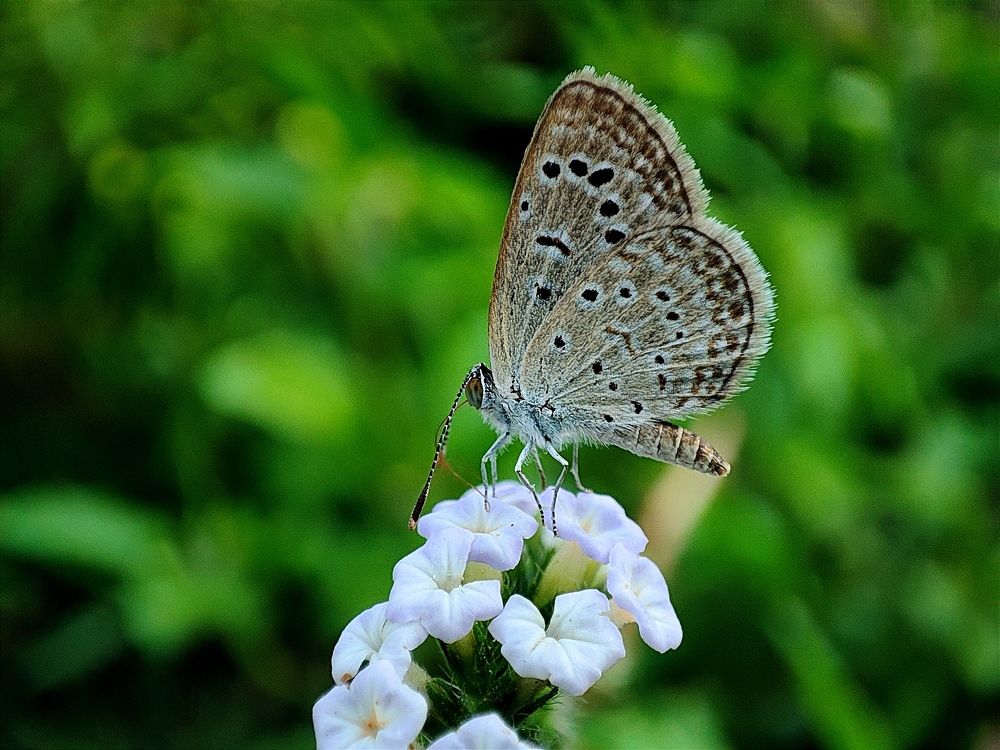 Photograph by SOUVIK MUDI