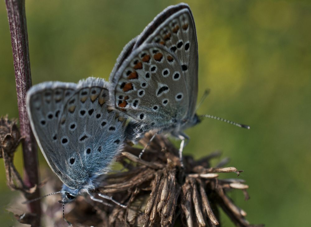 Photograph by Дроздова Наталья