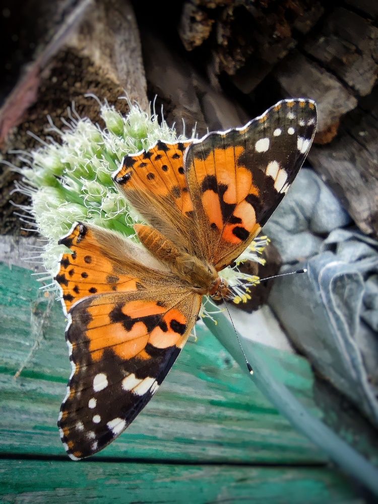 Photograph by Светлана Рогачева