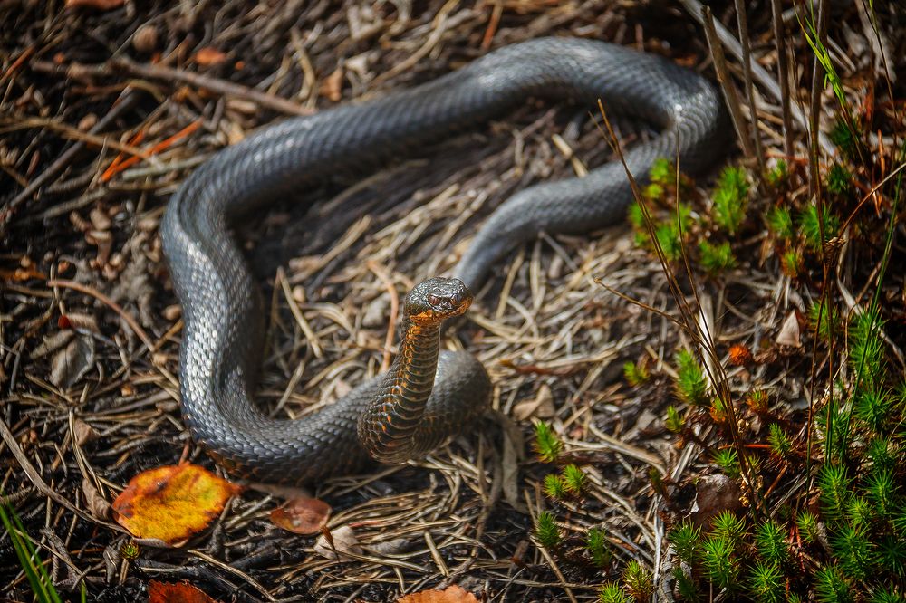 Photograph by Алексей Трифонов