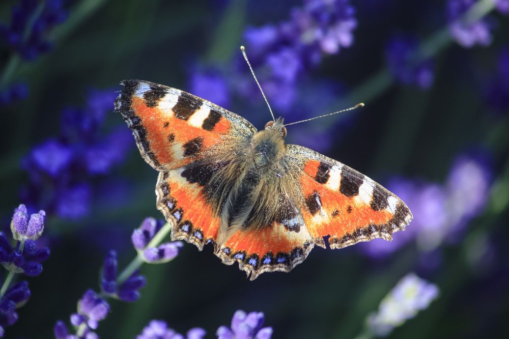 Photograph by Юлия Серазетдинова