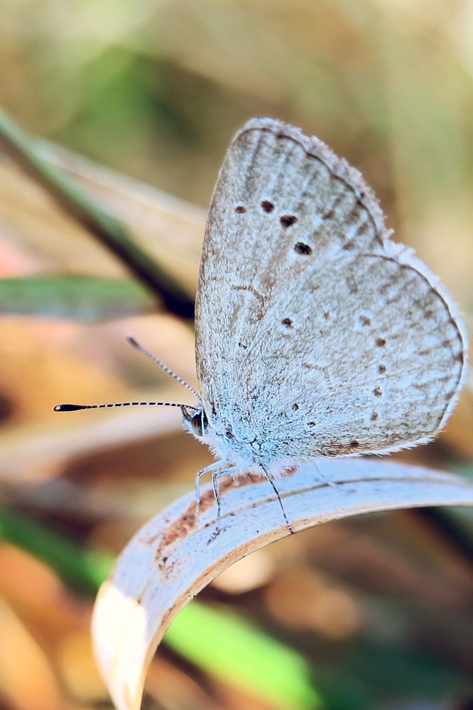 Photograph by Kiran Kiru