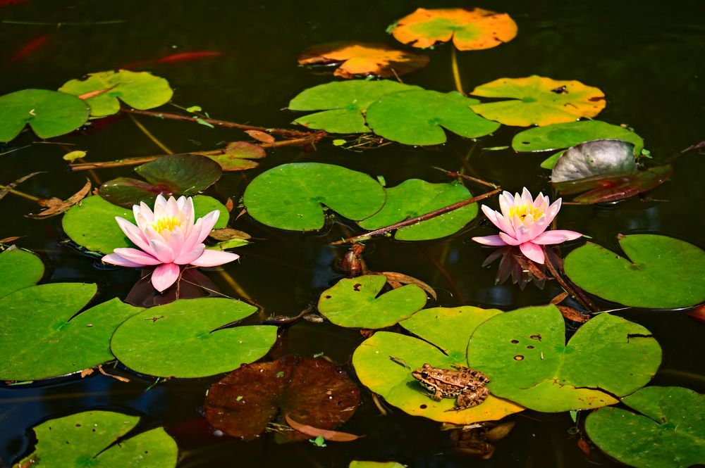 Photograph by Евгений Козлов