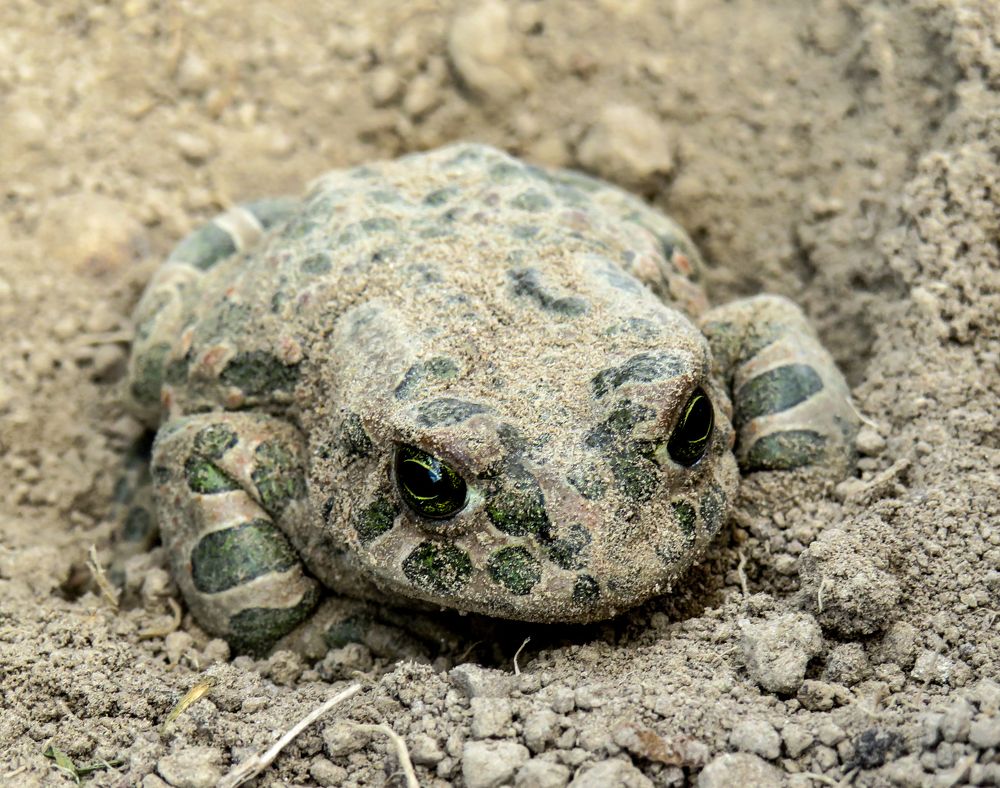 Toad in the ground