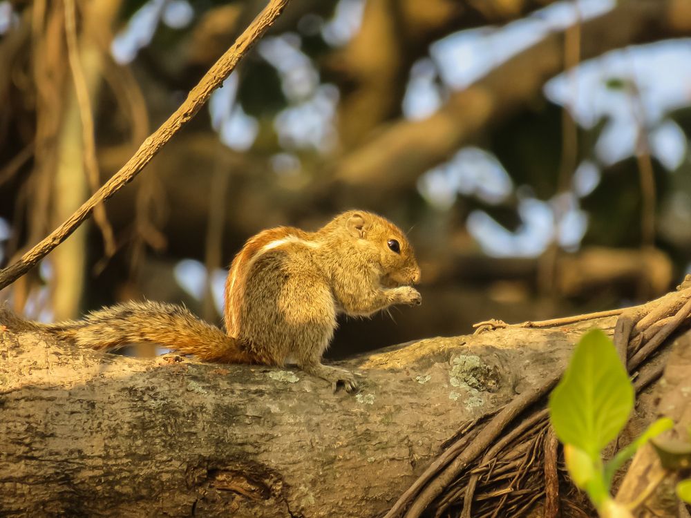 Photograph by Sachin Kamble