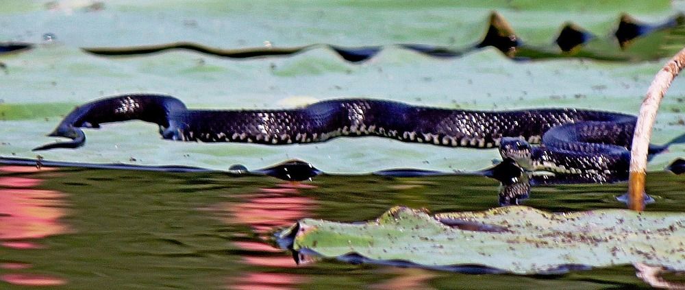 Photograph by Александр Бугаенко