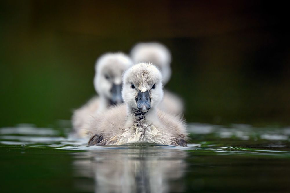 Photograph by Nikolay Hristov