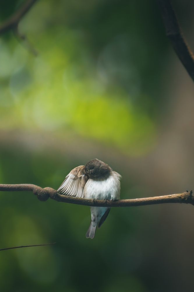 Photograph by Livines Annamalai