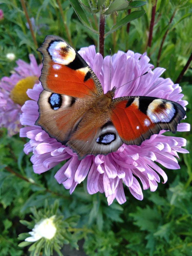 Photograph by Дарья Ващенко-Панкина