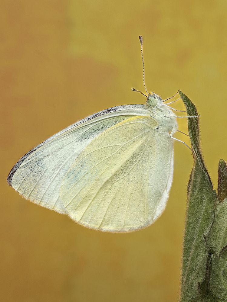 Photograph by Jacob Ng