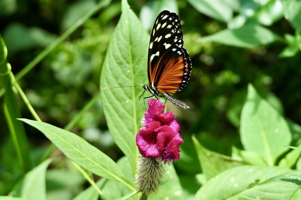 Happy with the color