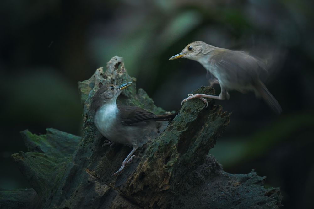 Photograph by Livines Annamalai