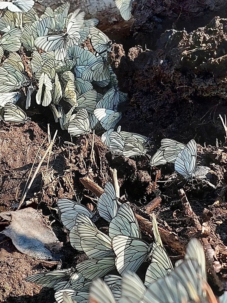 Photograph by Степан Павловский