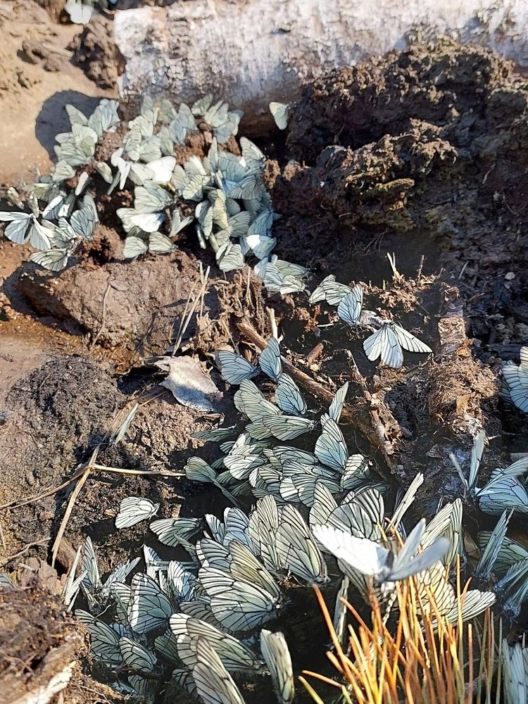 Photograph by Степан Павловский