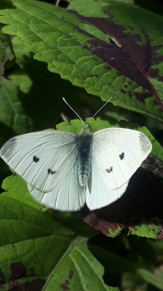 Фотография автора Flower Ima