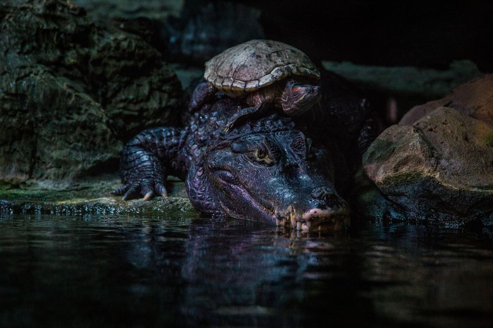 Photograph by Александр Карасев