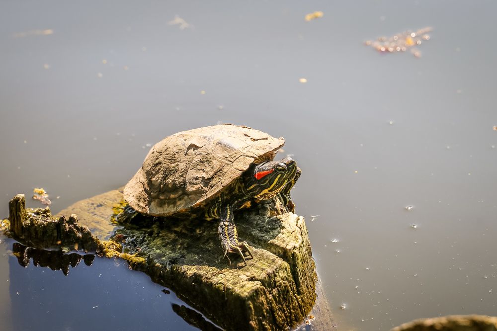 Photograph by Александр Карасев