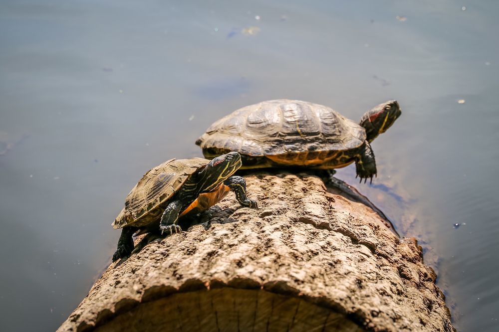 Photograph by Александр Карасев