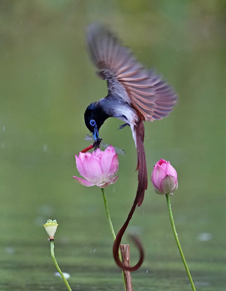 Asian Paradise Flycatcher