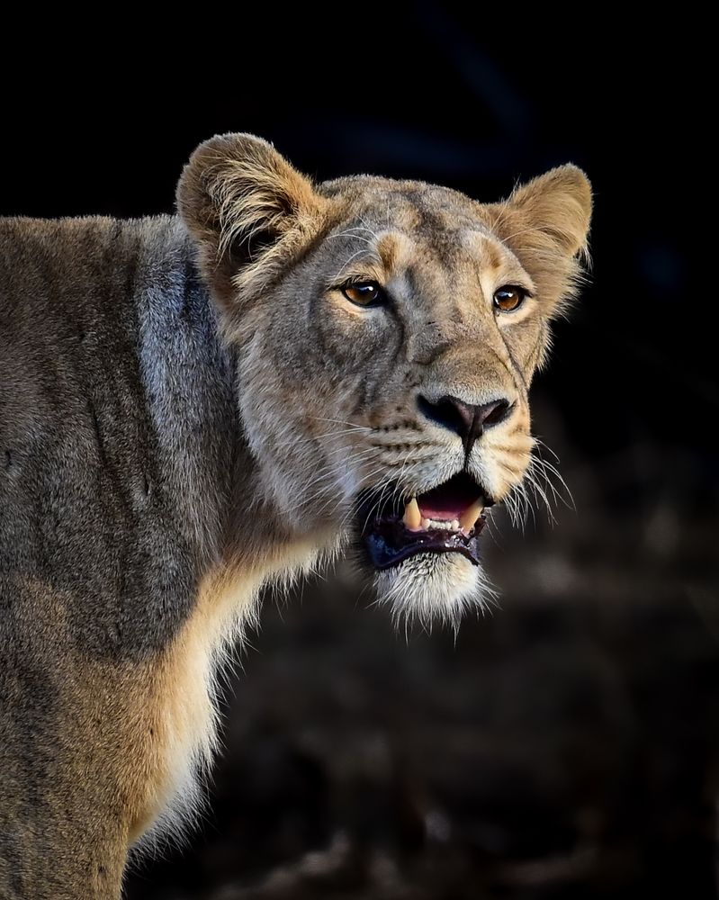 Royal Queen Of The Jungle