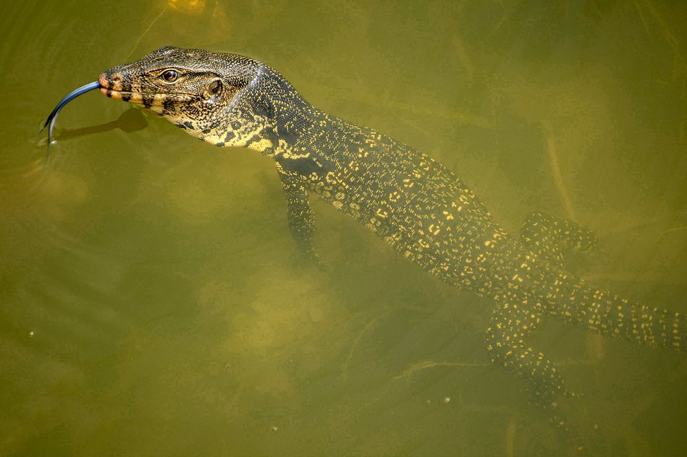 Photograph by Soumak bindu