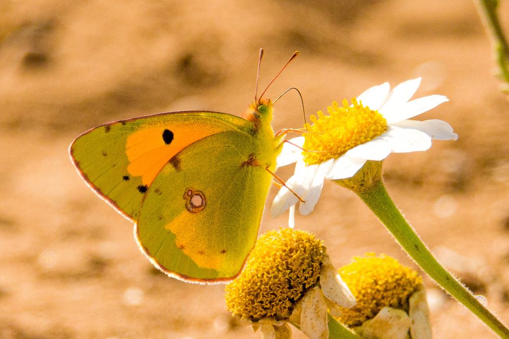 Фотография автора Abdou Bekhedda