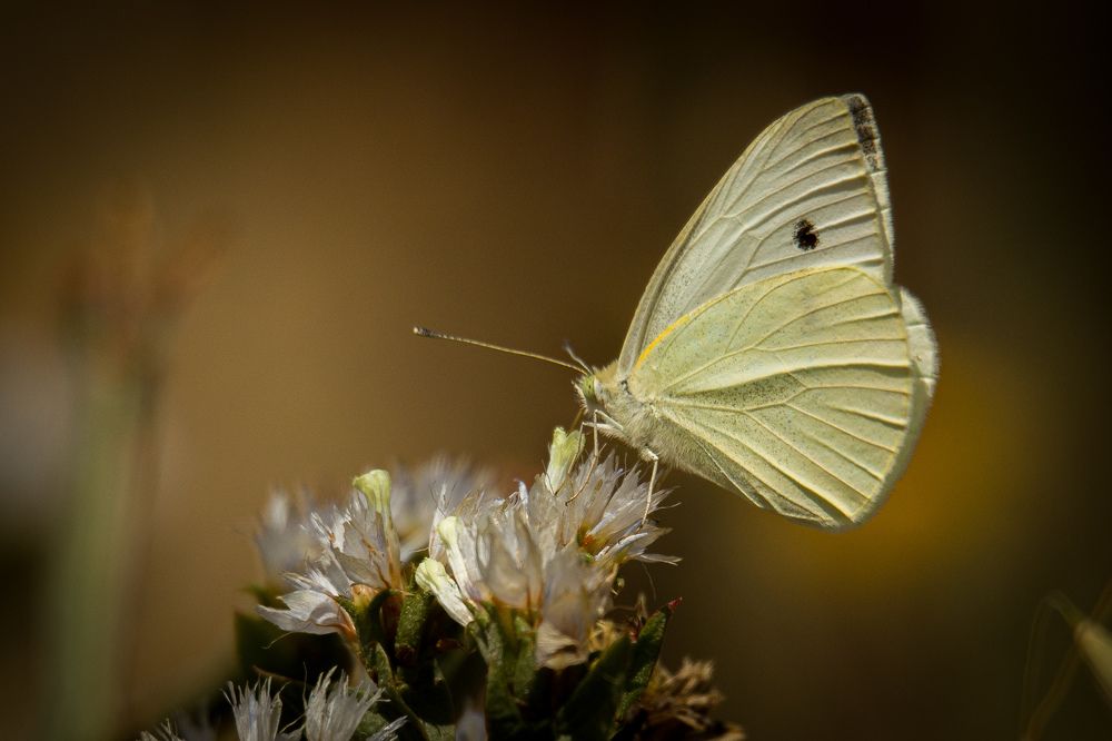 Фотография автора Abdou Bekhedda