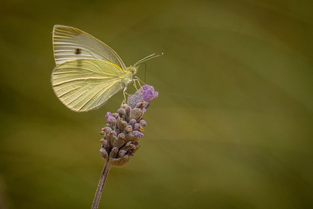Фотография автора Abdou Bekhedda
