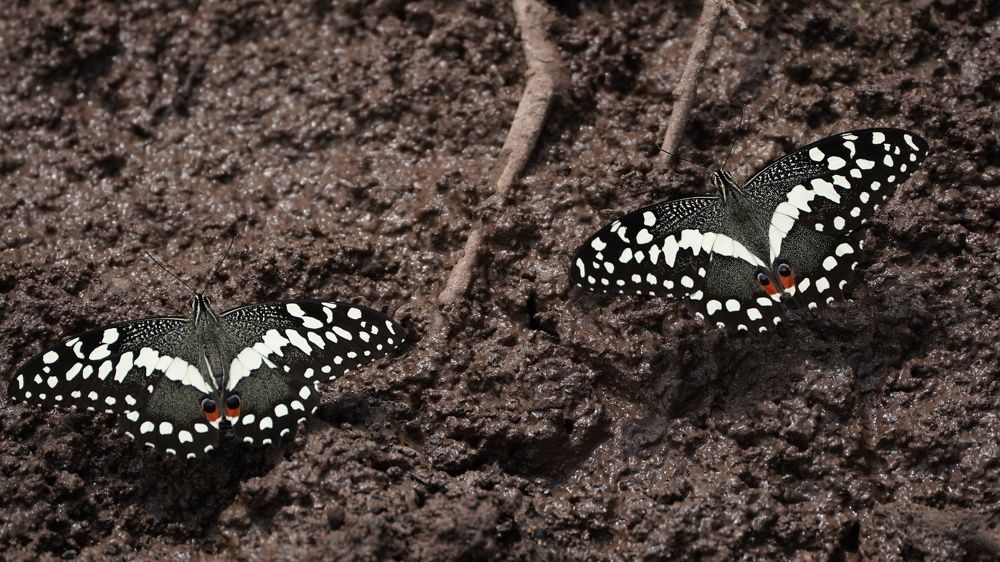 Photograph by Kevin Kosgei