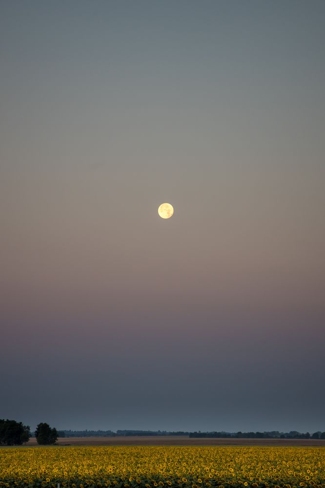 Photograph by Юлия Шурандина