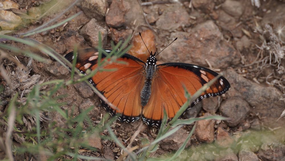 Photograph by Kevin Kosgei